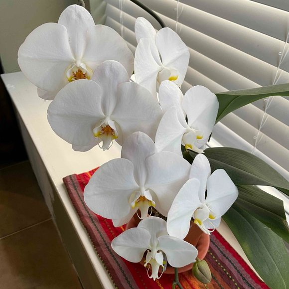 Meet your Posher, Ruby - Picture 1 of 2